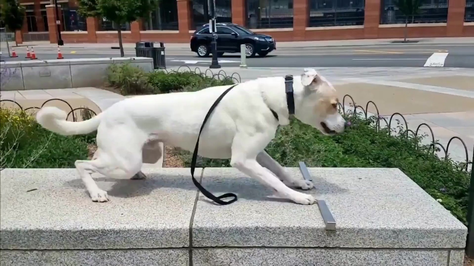 White dog mid-training on a stone ledge